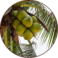 Coconut